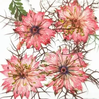 Fleurs pressées naturelles