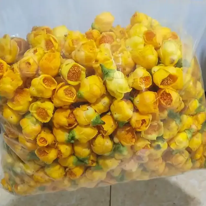 Fleur de Camélia Dorée Séchée Naturelle Petelotii (merr.) Fleurs séchées Sealy pour savon