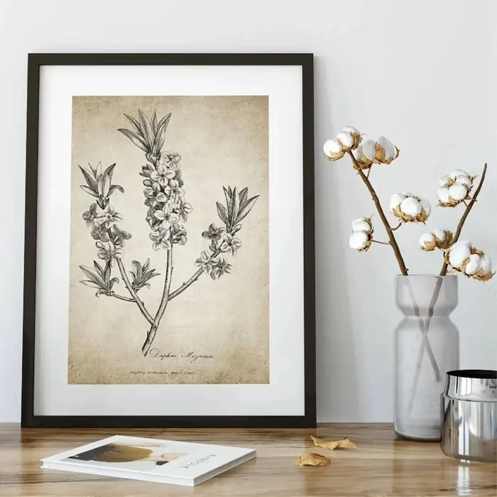 Affiches et imprimés botaniques antiques