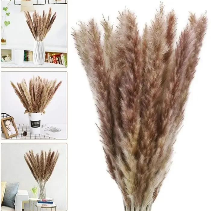 100 pièces/lot crème Pampas herbe moelleux chambre Phragmites décoration naturel lapin queue