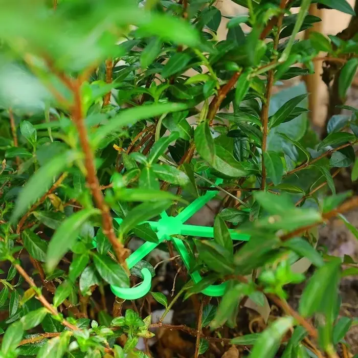 Clips de Support de tige de plante