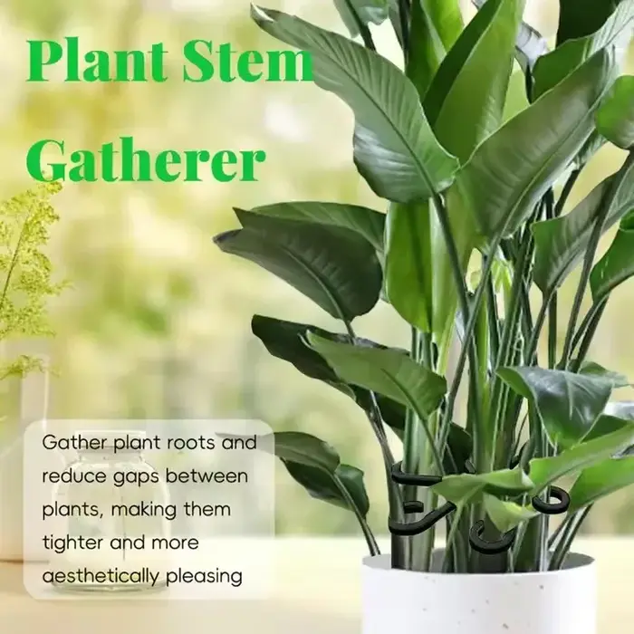 Supports de feuilles pour Alocasia et Monstera