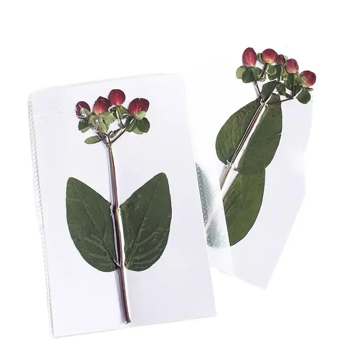Nouvelle branche Premium couleur originale pressée perle de Dragon de feu fleurs séchées cadre Photo bricolage décoration de noël fournitures artisanales