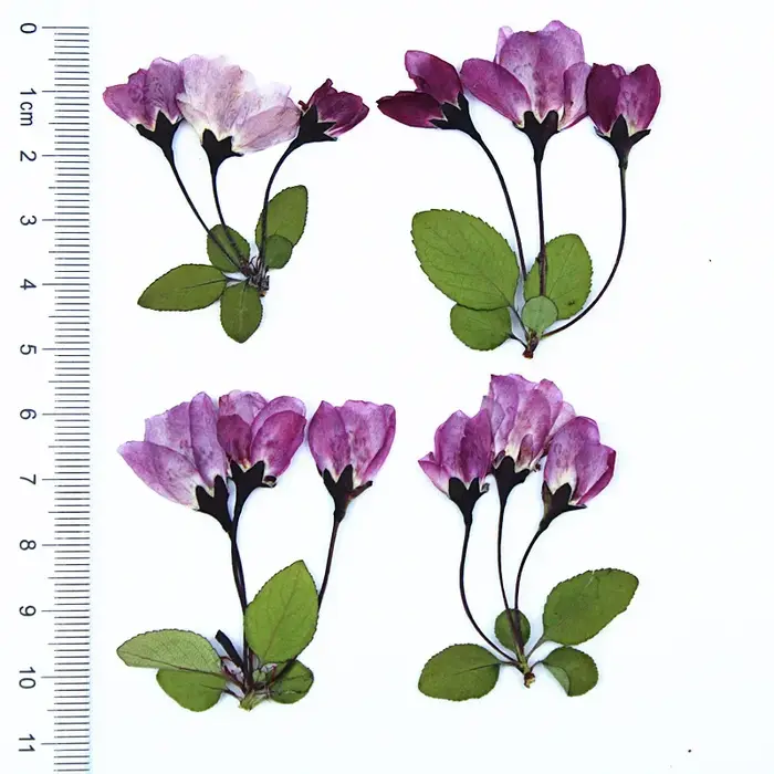 12 Pièces de Fleurs Séchées de Bégonia avec Feuilles pour Remplissage de Moules en Résine Époxy DIY