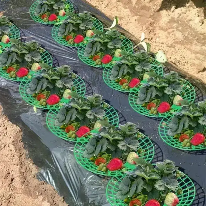 Support pour plantes de fraises avec pieds, support de culture rond en plastique pour garder les baies propres et empêcher la pourriture