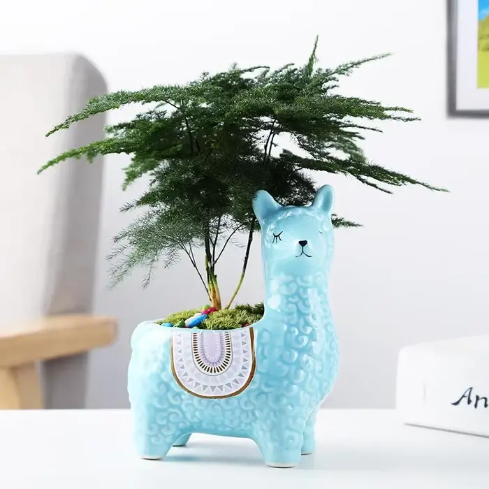Pot de fleur succulente en alpaga