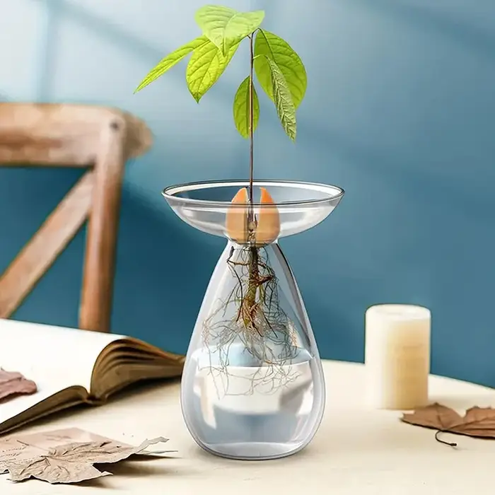 Vase hydroponique en verre Transparent coloré d'avocat, Vase de démarrage de graines d'avocat, Kit de culture de graines de plantes, amoureux du jardinage, décoration de la maison