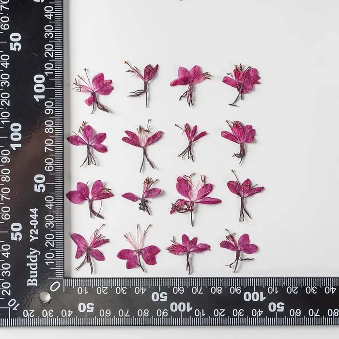 Véritables fleurs de Murcia séchées naturelles, presse à sec, branches d'ange de pêche de montagne p