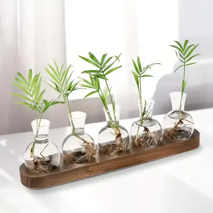 Terrarium en verre pour plantes avec plateau en bois – Pour la propagation hydroponique en intérieur