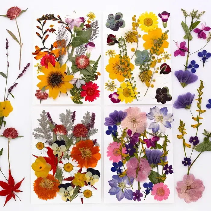 Fleurs séchées naturelles mélangées multicolores pressées pour l'art