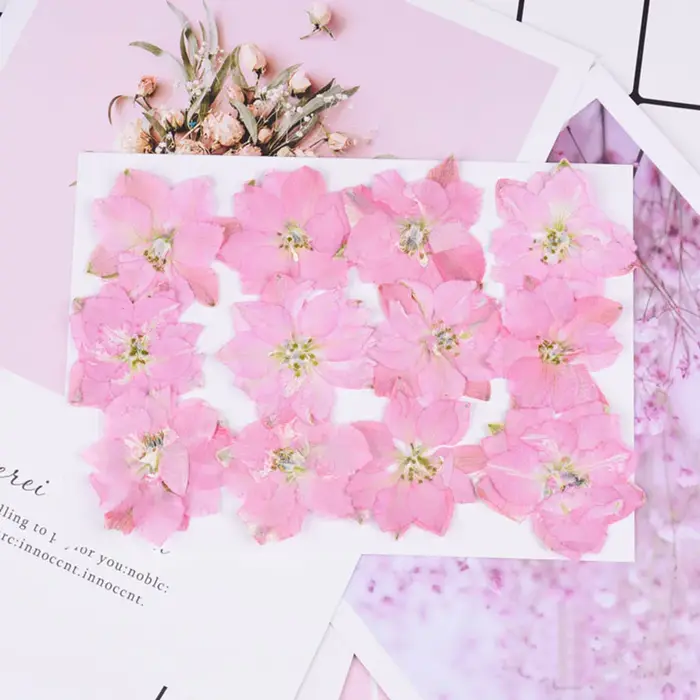 60X pressé séché naturel Consolida Ajacis fleurs plantes herbier pour bijoux coque de téléphone cadre Photo carte postale Scrapbook bricolage