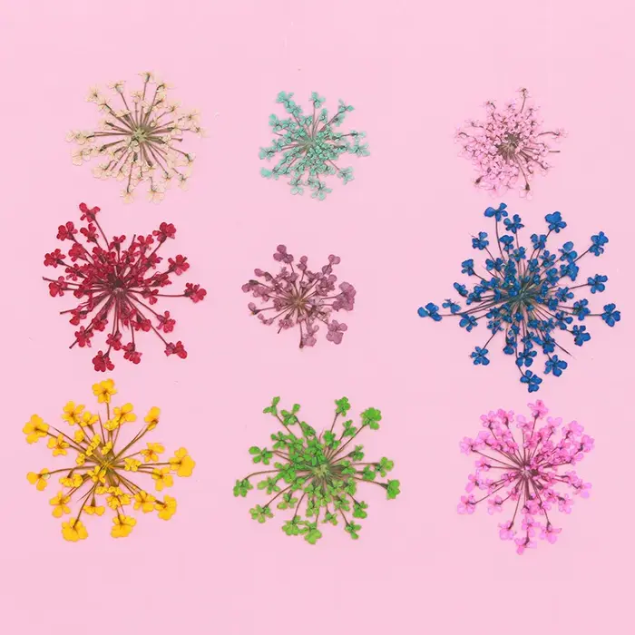 Ensemble de fleurs séchées en dentelle