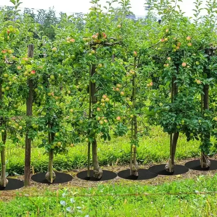 Anneaux de pain d'arbre ronds Anti-herbe