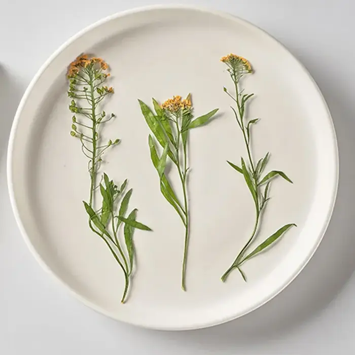 PMurcia-Fleur de Maritima séchée