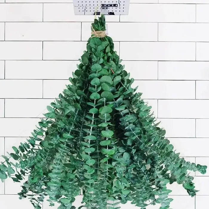 Feuilles d'eucalyptus séchées et conservées