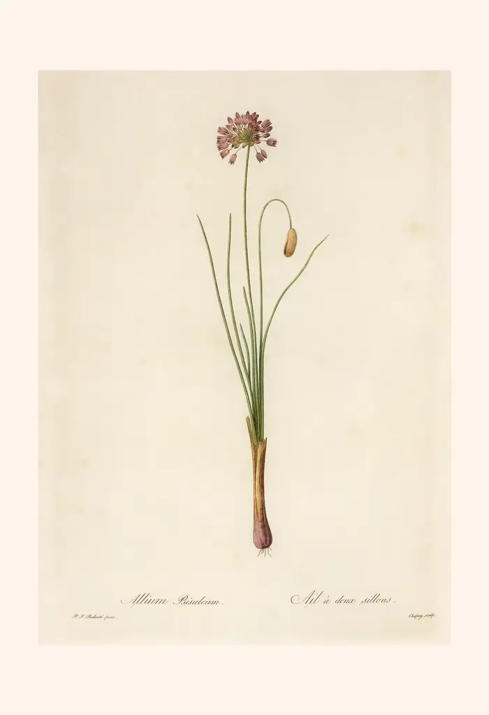 Affiche Murale Vintage Classique : Illustration de Plantes et Fleurs, Peinture sur Toile, Décoration