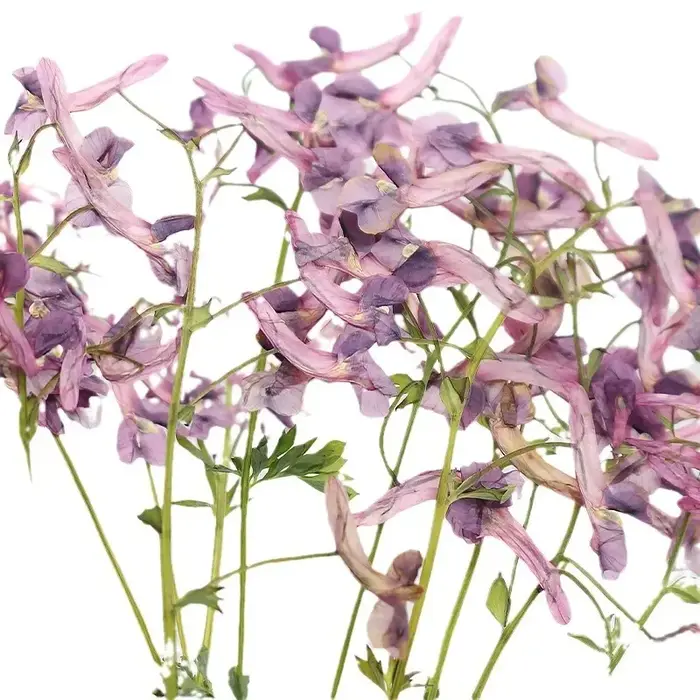 Fleurs séchées pressées de plantes sauvages naturelles pour DIY