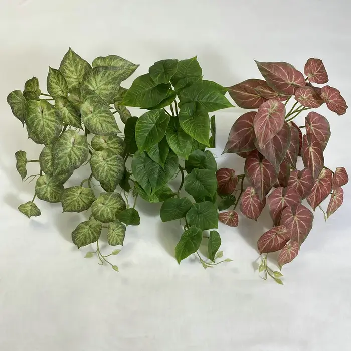 Plante murale de lierre vert