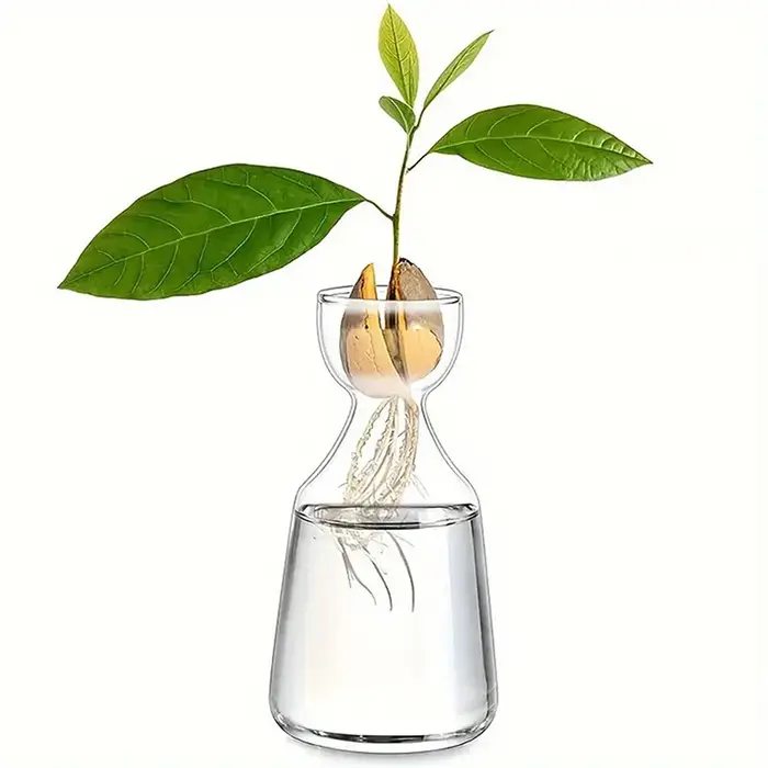 Vase de démarrage de graines d'avocat