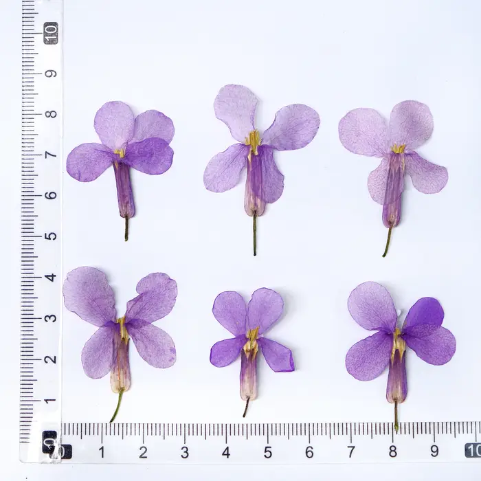 12 pièces, fleurs séchées pressées d'orchidées de février-spécimens