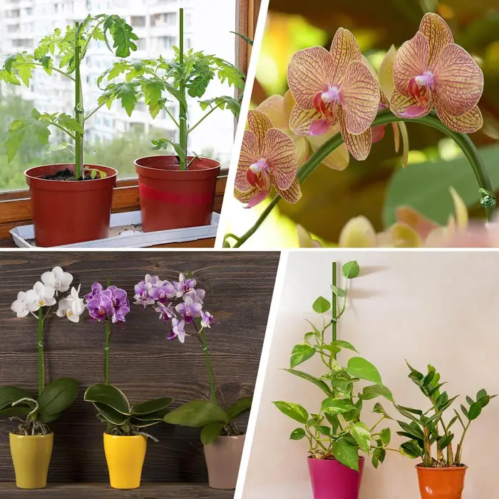 Bâtons de Support pour plantes