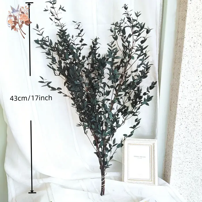 Bouquet de feuilles d'eucalyptus naturelles