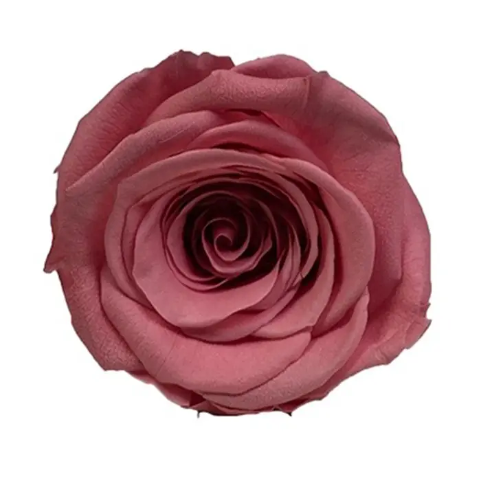 8 pièces de roses éternelles naturelles, 4-5 cm, parfum naturel, longue durée, cadeau de la Saint-Valentin pour petite amie, décoration de la maison
