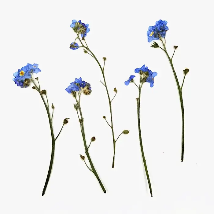 1 ensemble de fleurs de myosotis pressées, avec tige d'herbier pour le maquillage, bijoux, carte pos