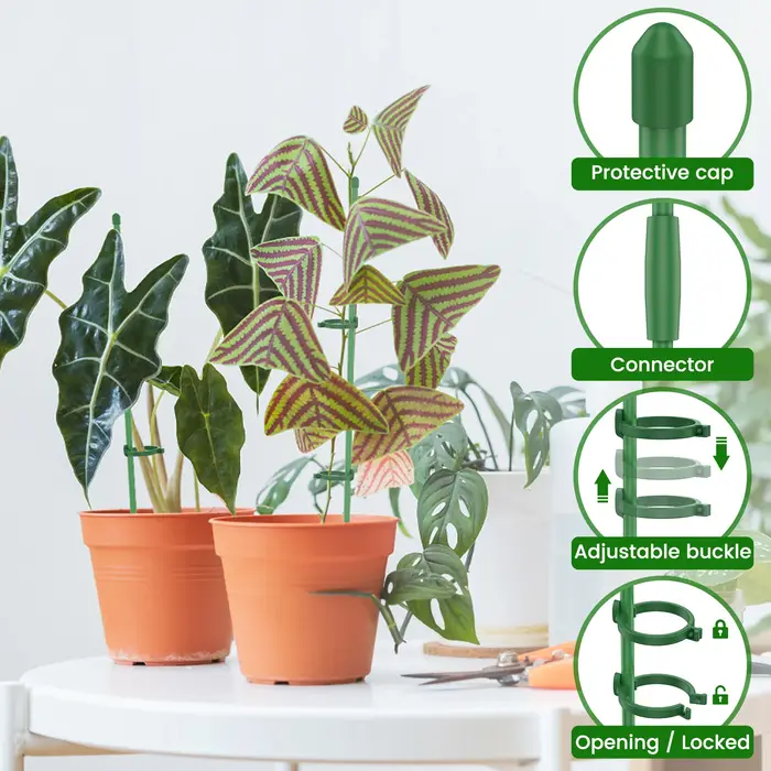 Piquets de Support pour plantes
