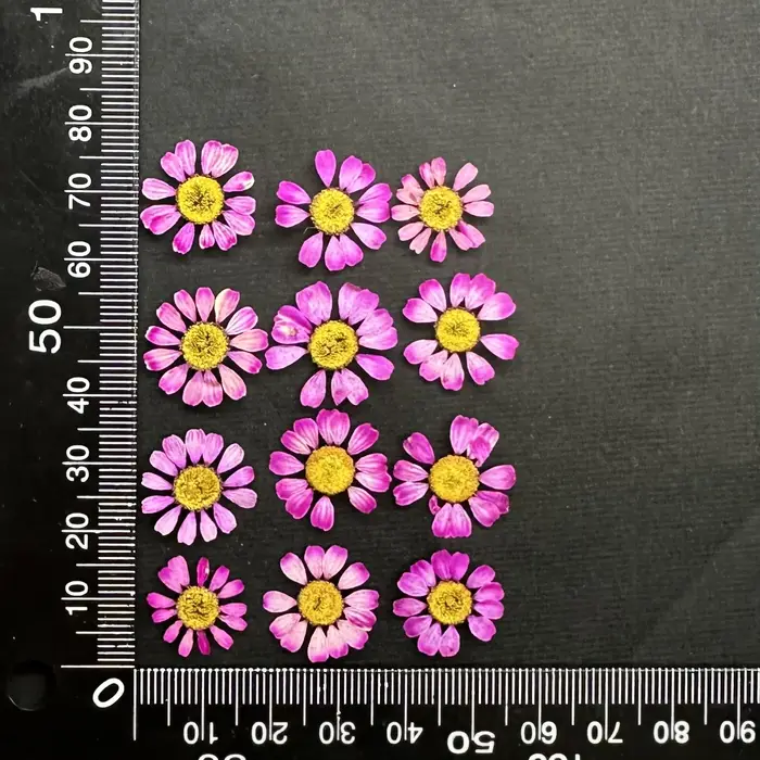 12 pièces/1-2 cm, Mini fleur sèche naturelle camomille