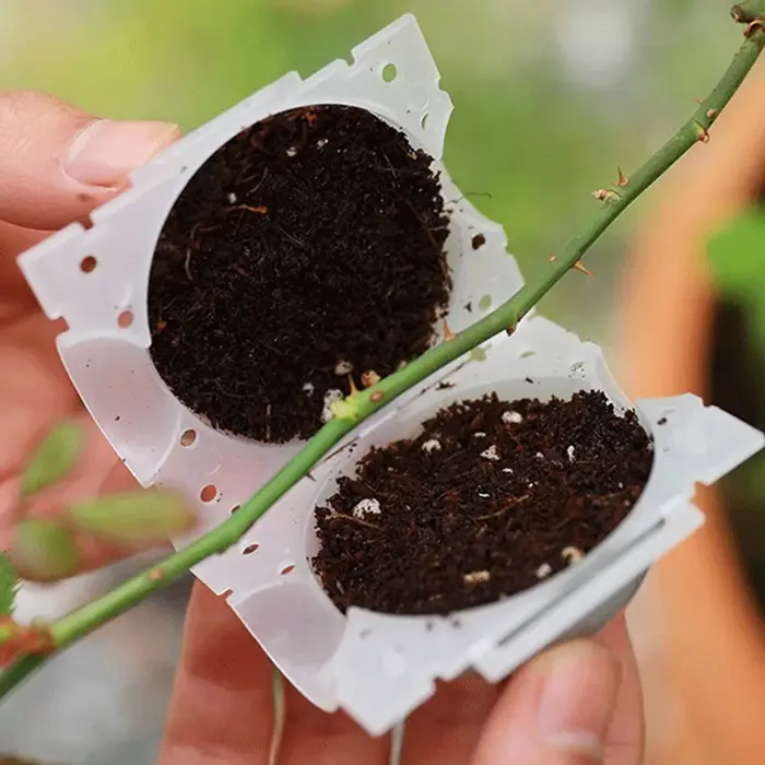 Boule de bouturage pour plantes