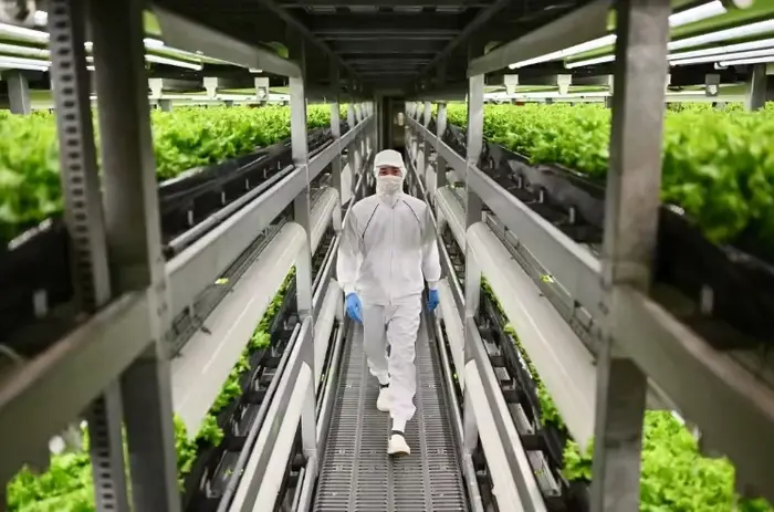 Équipement d'agriculture hydroponique en conteneur