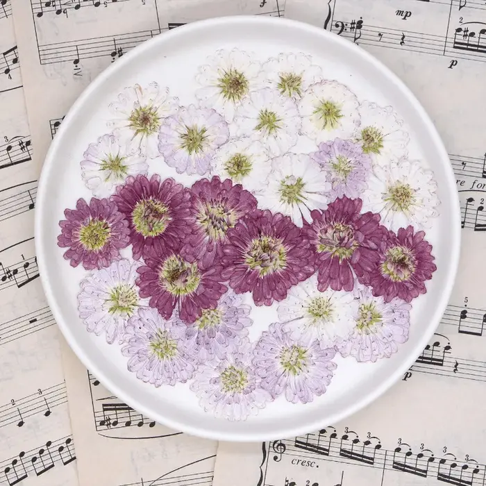 12 pièces, fleurs séchées pressées à double pétale de marguerite