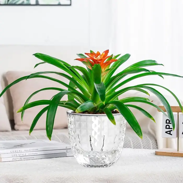 Vase à plantes hydroponiques avec corde en coton