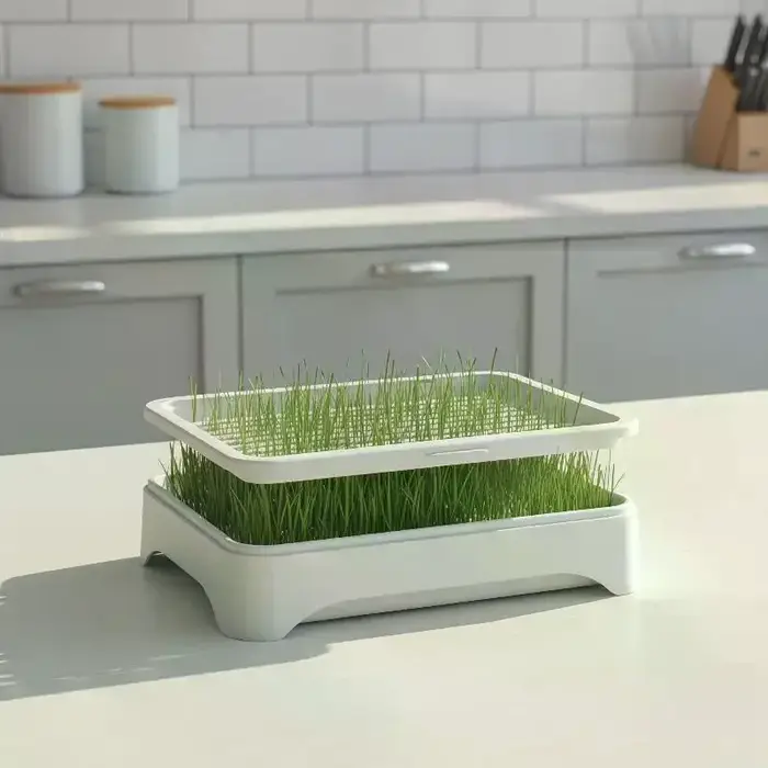 Bac de culture hydroponique pour herbe à chat, pot de semis de blé sans terre, dispositif hydroponique pour herbe pour chatons, pot de culture horticole
