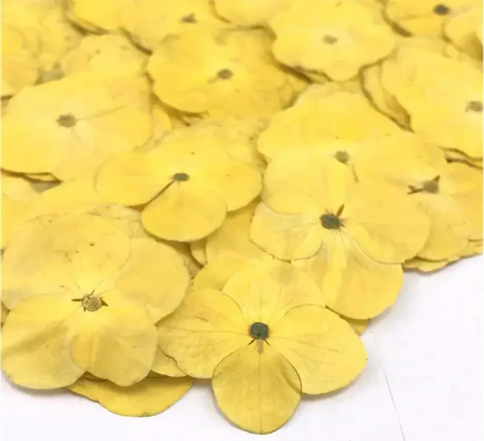 60X pressé séché absorbant hortensia Macrophylla plantes à fleurs herbier pour bijoux coque de téléphone signet carte postale Scrapbook bricolage