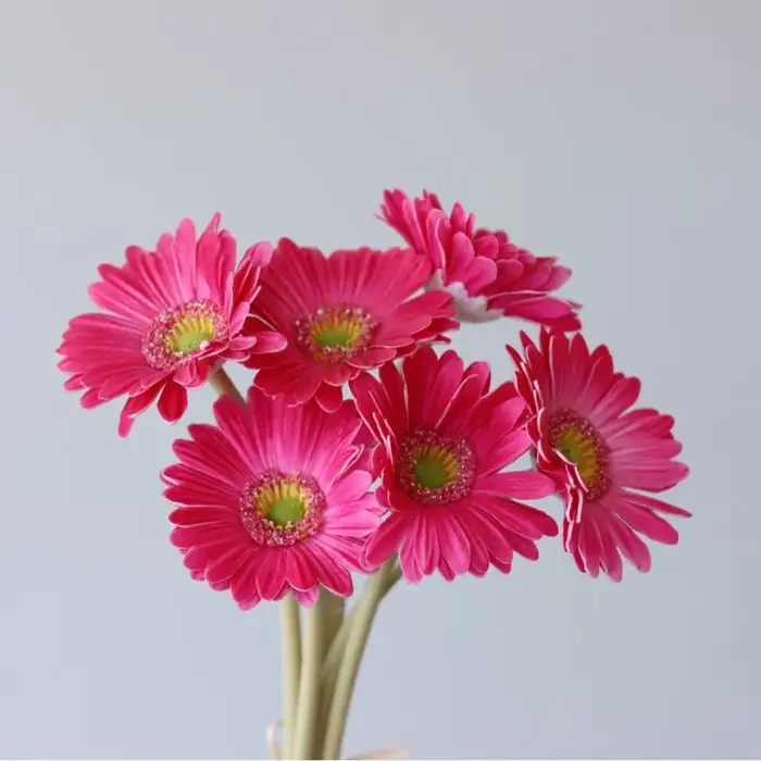 Lot de 2 Gerberas artificielles sans feuilles en PU bleu