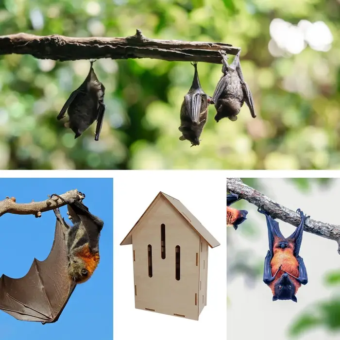 Abri pour chauves-souris en bois pour jardin, habitat animalier, pour jardiniers, propriétaires, amateurs de nature, agriculteurs, arrière-cour, ferme, verger