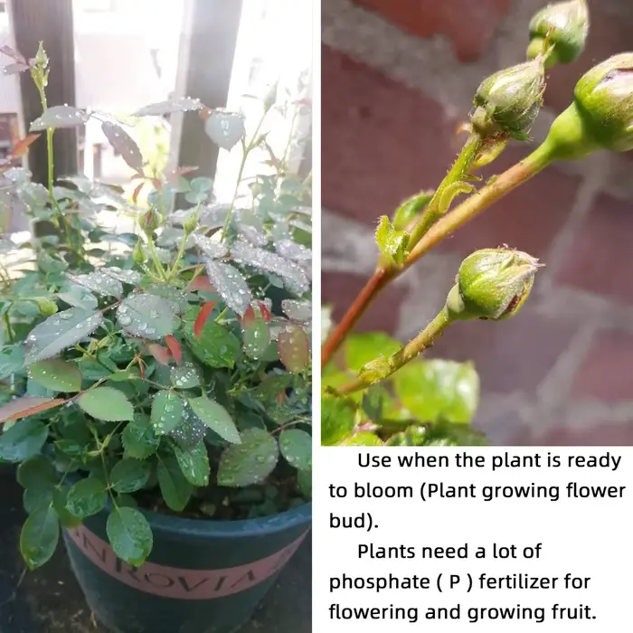 Engrais professionnels hydrosolubles pour fleurs