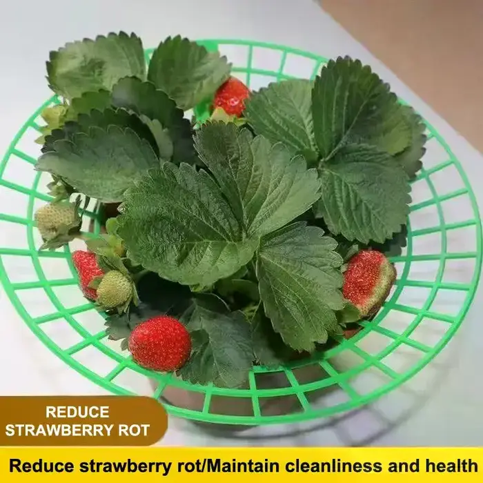 Support pour plantes de fraises avec pieds, support de culture rond en plastique pour garder les baies propres et empêcher la pourriture