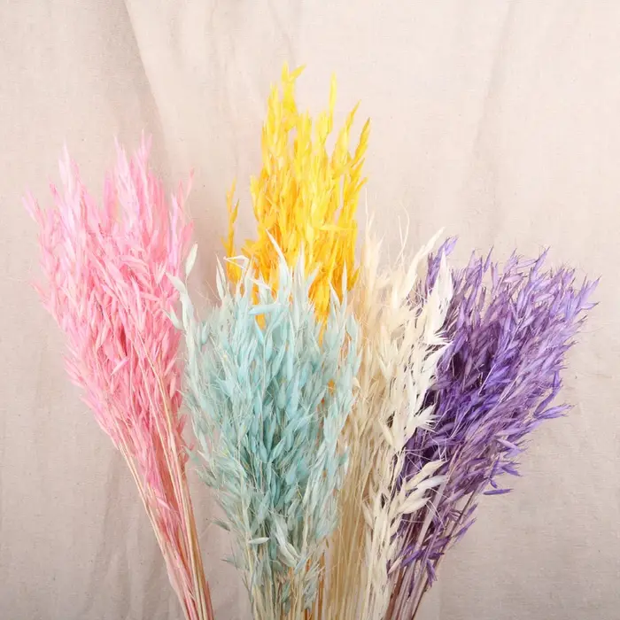 Fleurs séchées queue de lapin herbe Premium Pampas Reed immortel séché Bouquet matériel décoration de fête de mariage plantes