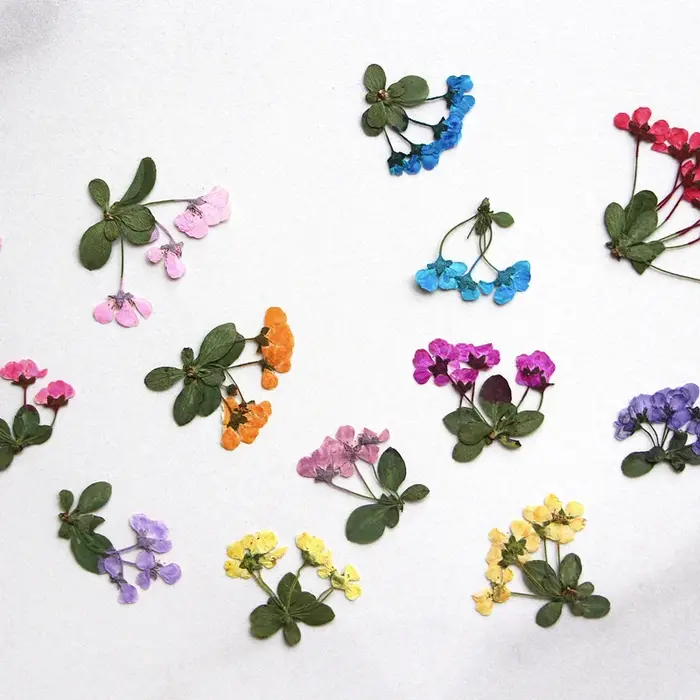 2-3cm/12pcs, Petites fleurs pressées