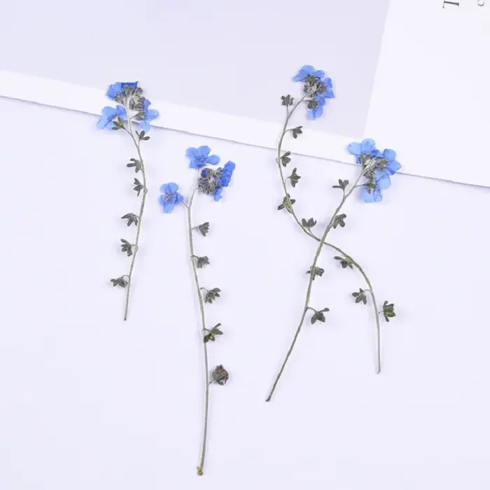 1 ensemble de fleurs de myosotis pressées