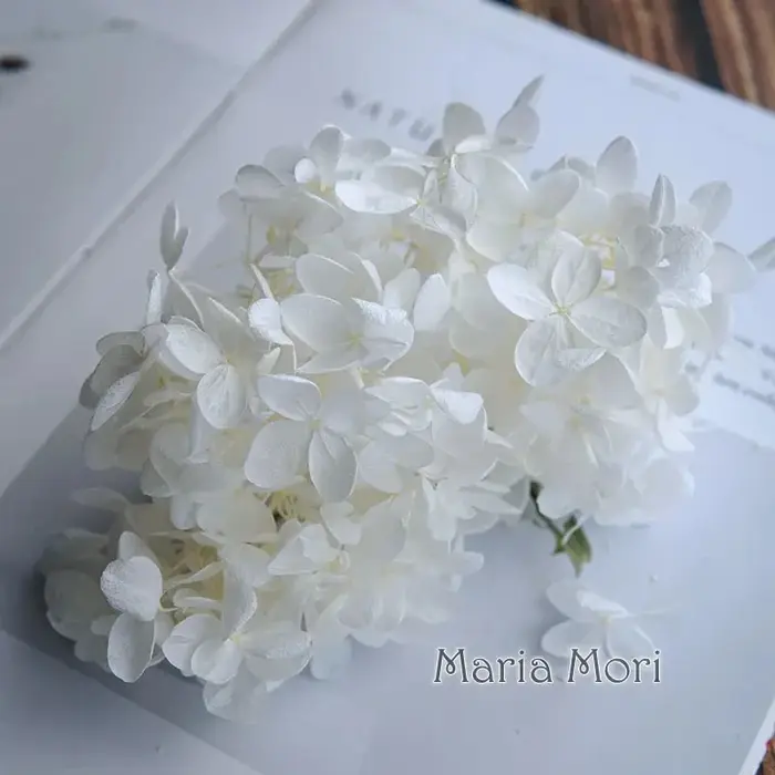 Feuilles d'hortensia ovales préservées, fleurs séchées
