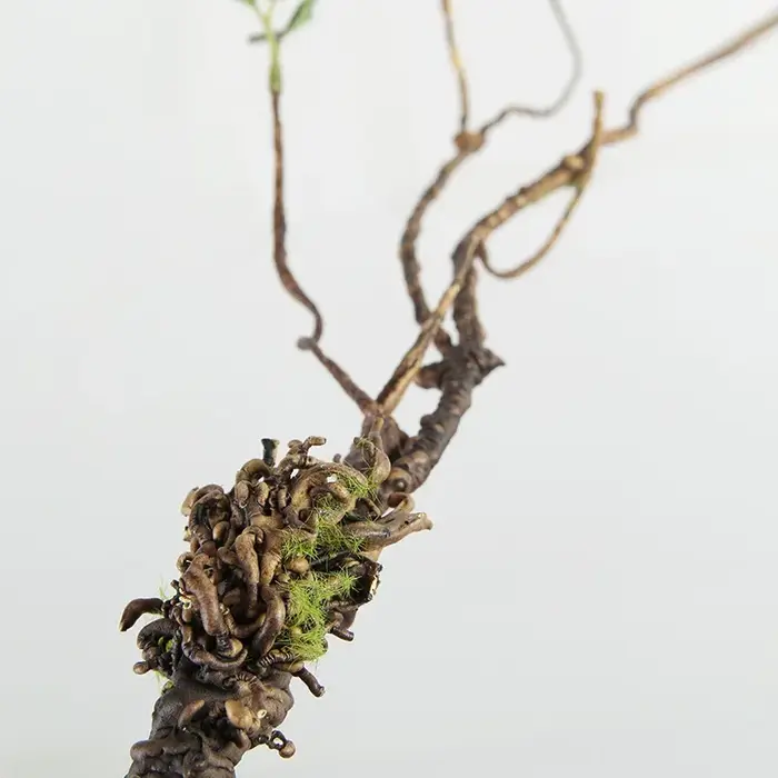 Plantes Vertes Artificielles