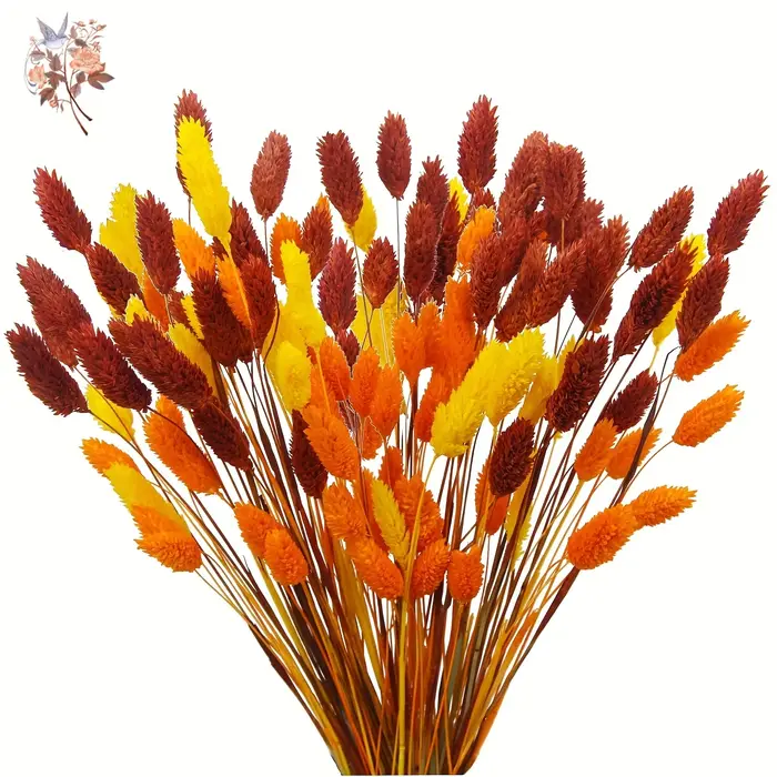 100 pièces de fleurs séchées naturelles Phalaris pour remplissage de vase