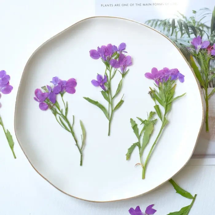 6 pièces/8-13 cm, fleurs séchées pressées naturelles Lobelia Erinus avec tiges, pétale artisanal pou