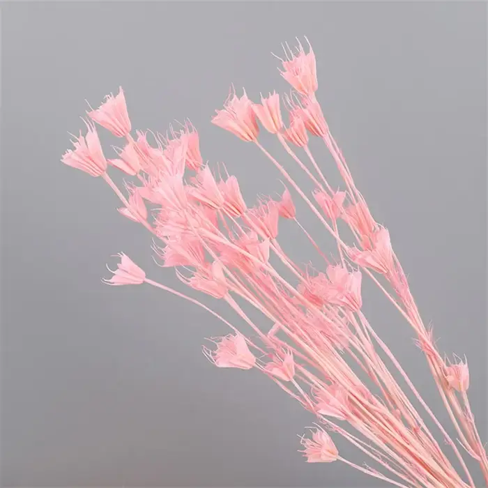 Véritables branches de fleurs d'anis étoilé séchées fraîches, fleurs artificielles, décoration de No