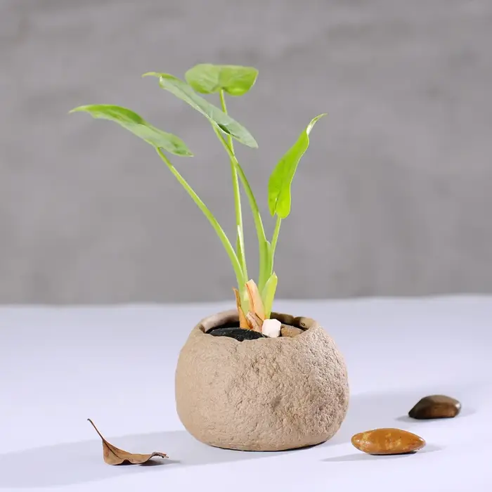 Pots de fleurs charnus en grès faits à la main