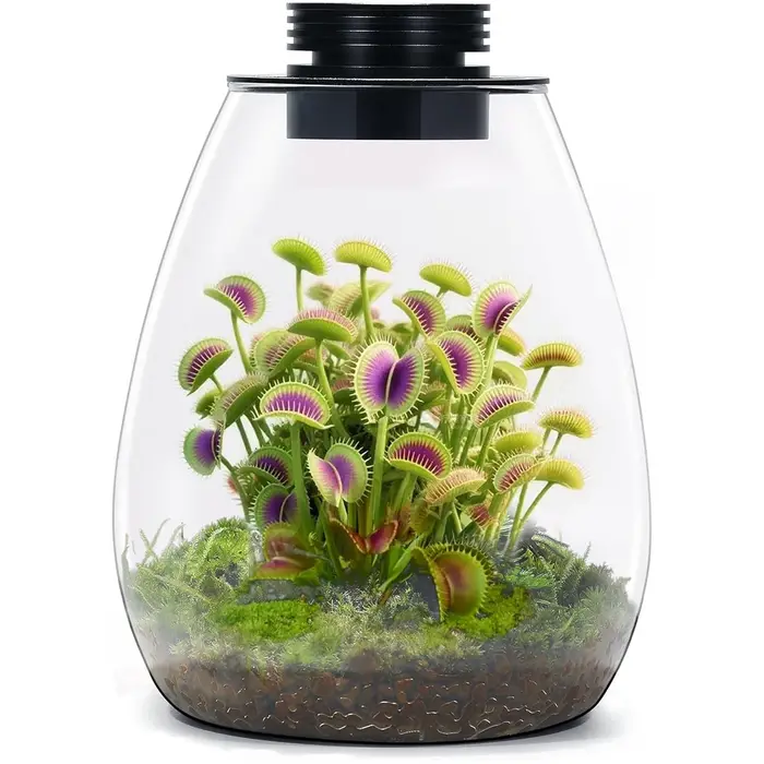 Terrarium en verre pour plantes succulentes, mousse, paysage miniature avec éclairage de croissance 